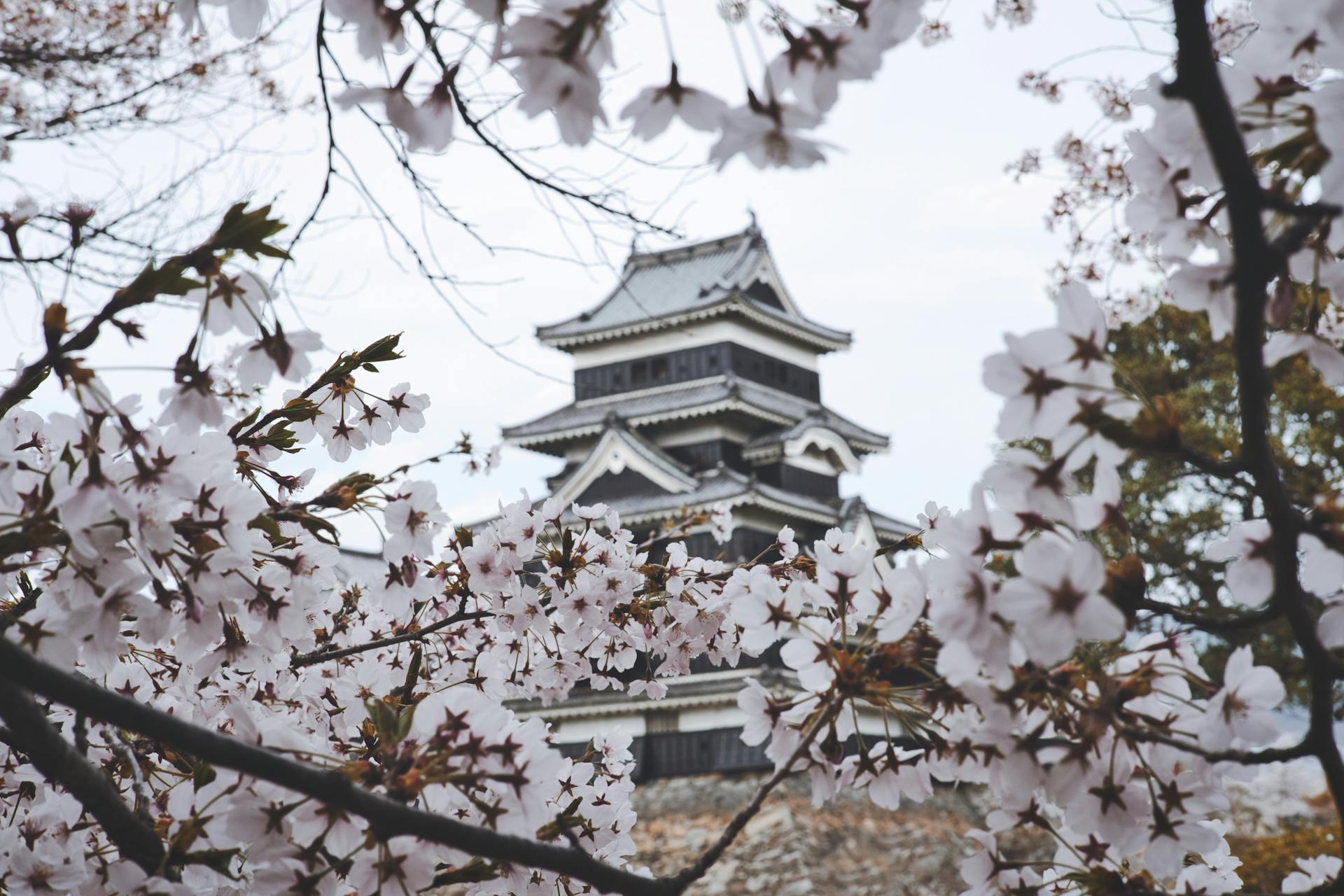 Japan travel guide for Indians 2026 — cherry blossom and castle